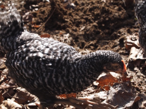 plymouth barred rock, aka black and white chicken 1 of 2
